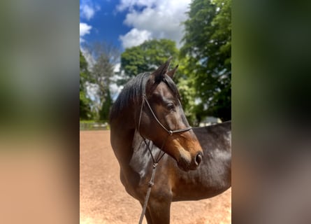 Cavallo sportivo irlandese, Giumenta, 6 Anni, 158 cm, Morello