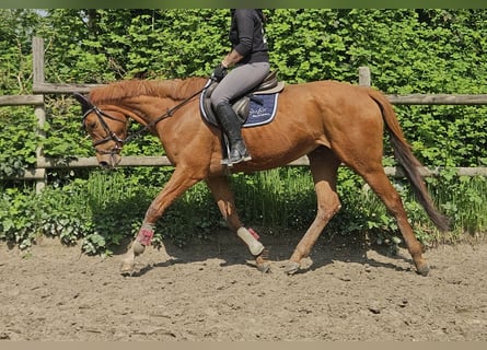 Cavallo sportivo irlandese, Giumenta, 6 Anni, 162 cm, Sauro