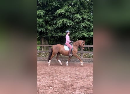 Cavallo sportivo irlandese, Giumenta, 6 Anni, 162 cm, Sauro scuro