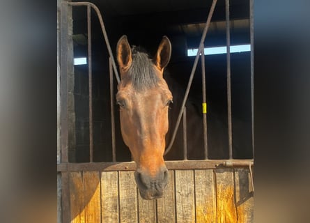 Cavallo sportivo irlandese, Giumenta, 6 Anni, 163 cm, Baio