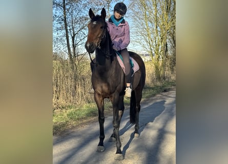 Cavallo sportivo irlandese, Giumenta, 6 Anni, 163 cm, Baio