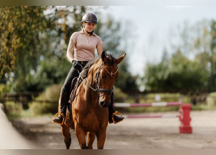 Cavallo sportivo irlandese, Giumenta, 6 Anni, 166 cm, Baio