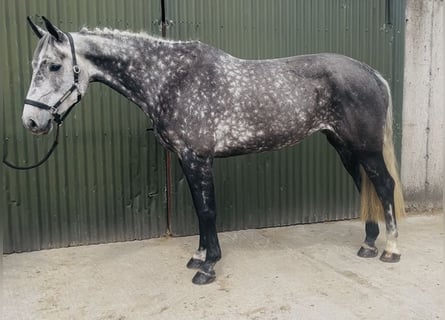 Cavallo sportivo irlandese, Giumenta, 6 Anni, 166 cm, Grigio pezzato