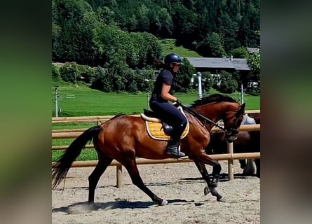 Cavallo sportivo irlandese, Giumenta, 6 Anni, 168 cm, Baio