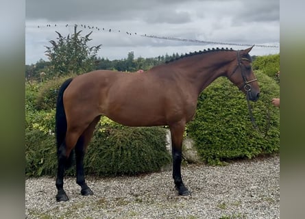 Cavallo sportivo irlandese, Giumenta, 6 Anni, 168 cm, Baio ciliegia