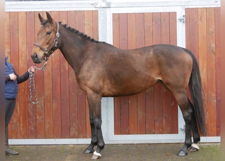 Cavallo sportivo irlandese, Giumenta, 7 Anni, 155 cm