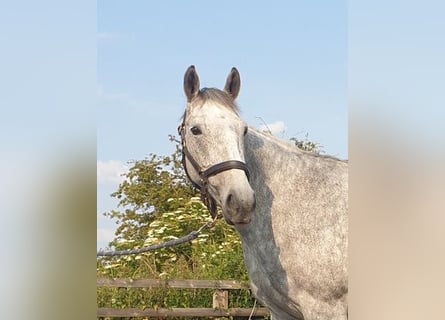 Cavallo sportivo irlandese, Giumenta, 7 Anni, 155 cm, Grigio