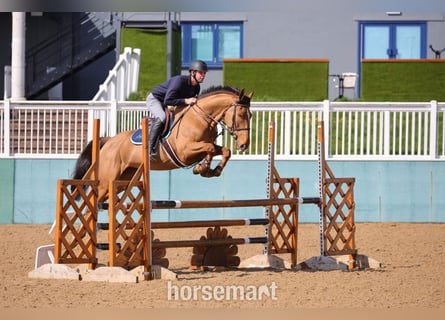 Cavallo sportivo irlandese, Giumenta, 7 Anni, 165 cm, Baio ciliegia
