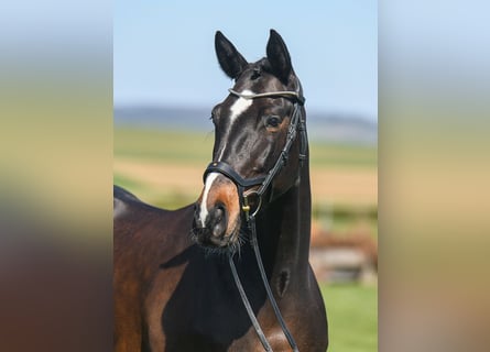 Cavallo sportivo irlandese, Giumenta, 7 Anni, 167 cm, Baio