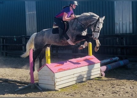 Cavallo sportivo irlandese, Giumenta, 7 Anni, 168 cm, Grigio pezzato