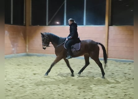 Cavallo sportivo irlandese, Giumenta, 7 Anni, 174 cm, Baio