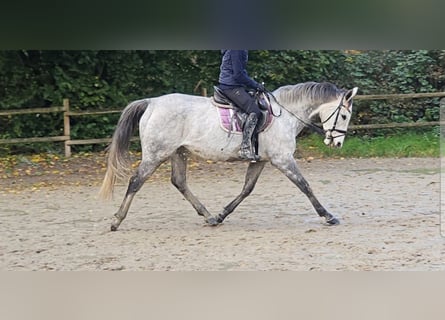 Cavallo sportivo irlandese, Giumenta, 8 Anni, 162 cm, Grigio pezzato