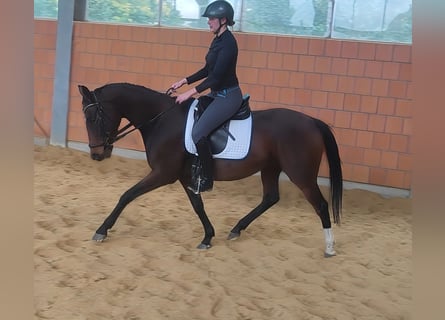 Cavallo sportivo irlandese, Giumenta, 8 Anni, 165 cm, Baio nero