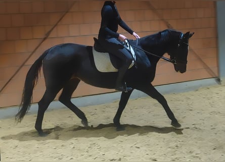 Cavallo sportivo irlandese, Giumenta, 8 Anni, 165 cm, Morello