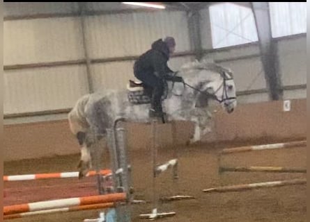 Cavallo sportivo irlandese, Giumenta, 8 Anni, 168 cm, Grigio pezzato
