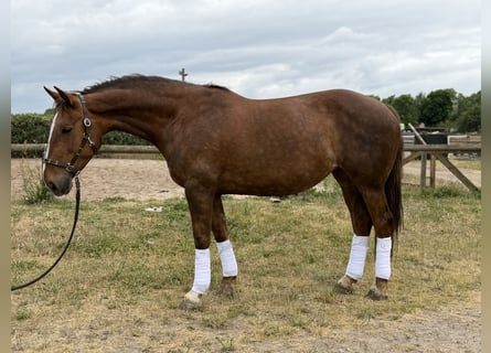 Cavallo sportivo irlandese, Giumenta, 8 Anni, 168 cm, Sauro scuro