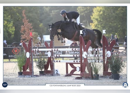 Cavallo sportivo irlandese, Giumenta, 8 Anni, 172 cm, Baio scuro