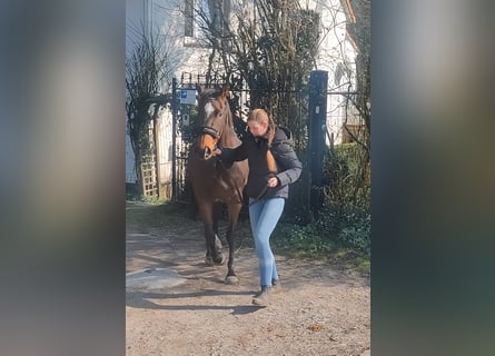 Cavallo sportivo irlandese, Giumenta, 9 Anni, 160 cm, Baio