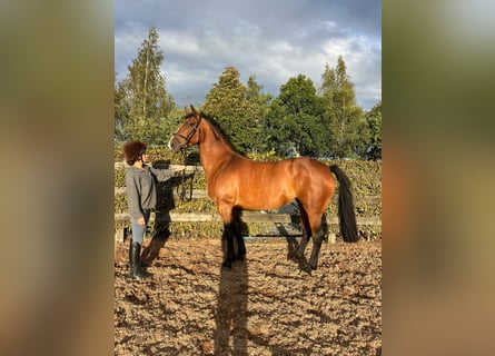 Cavallo sportivo irlandese, Giumenta, 9 Anni, 160 cm, Baio ciliegia
