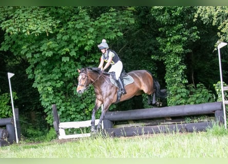 Cavallo sportivo irlandese, Giumenta, 9 Anni, 163 cm, Baio ciliegia