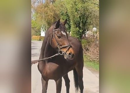Cavallo sportivo irlandese, Giumenta, 9 Anni, 164 cm, Baio