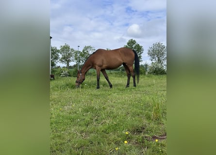 Cavallo sportivo irlandese, Giumenta, 9 Anni, 165 cm, Baio roano
