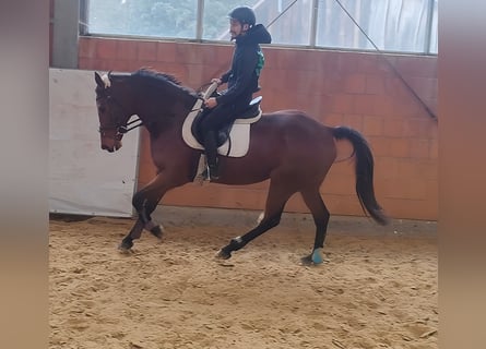 Cavallo sportivo irlandese, Stallone, 8 Anni, 168 cm, Baio