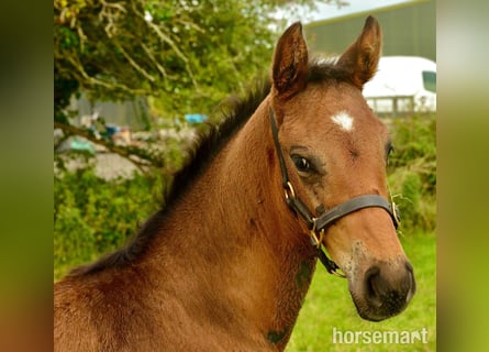 Cavallo sportivo irlandese, Stallone, Puledri (06/2025), 165 cm, Baio ciliegia