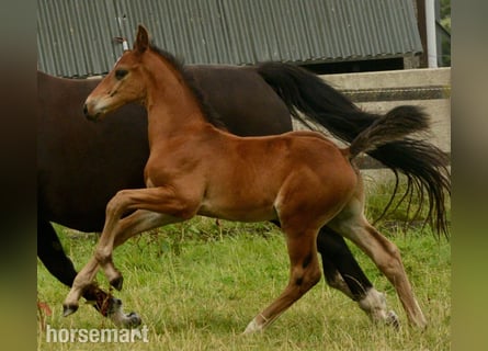 Cavallo sportivo irlandese, Stallone, Puledri (06/2025), 165 cm, Baio ciliegia