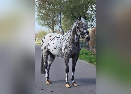 Cavallo sportivo polacco, Castrone, 10 Anni, 168 cm, Leopard