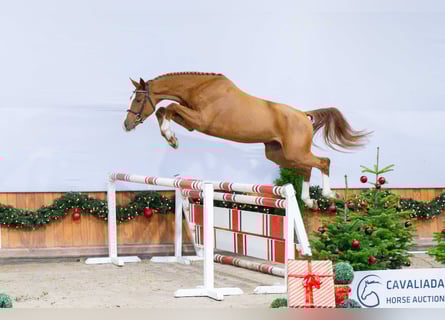 Cavallo sportivo polacco, Castrone, 3 Anni, Sauro