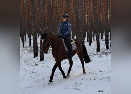 Cavallo sportivo polacco, Castrone, 4 Anni, 160 cm, Baio