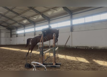 Cavallo sportivo polacco, Castrone, 4 Anni, 167 cm, Sauro
