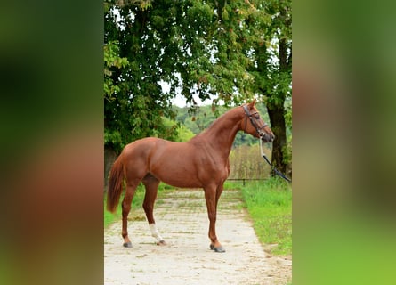 Cavallo sportivo polacco, Castrone, 4 Anni, 167 cm, Sauro