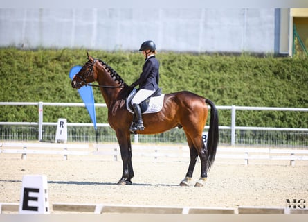 Cavallo sportivo polacco, Castrone, 4 Anni, 170 cm, Baio ciliegia