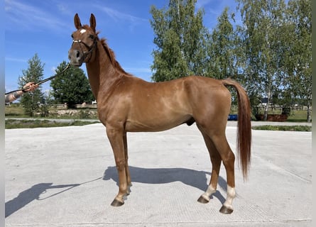 Cavallo sportivo polacco, Castrone, 4 Anni, 170 cm, Sauro