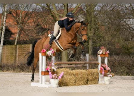 Cavallo sportivo polacco, Castrone, 4 Anni, 172 cm, Baio