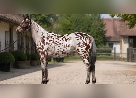 Cavallo sportivo polacco, Castrone, 5 Anni, 164 cm, Leopard
