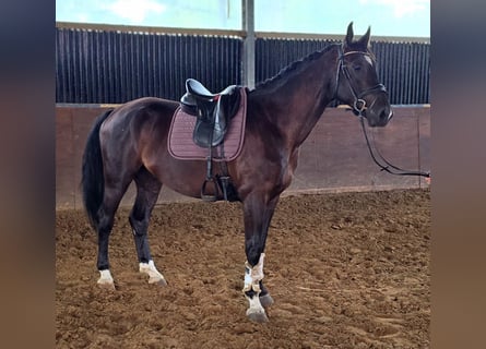 Cavallo sportivo polacco, Castrone, 5 Anni, 170 cm, Morello