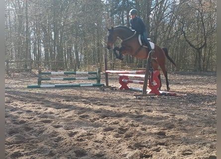 Cavallo sportivo polacco, Castrone, 6 Anni, 164 cm, Baio