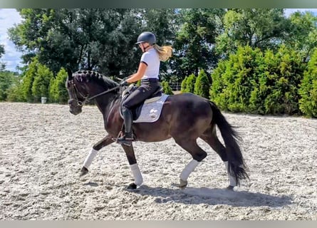 Cavallo sportivo polacco, Castrone, 7 Anni, 160 cm, Morello