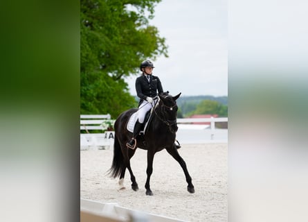 Cavallo sportivo polacco, Castrone, 7 Anni, 160 cm, Morello