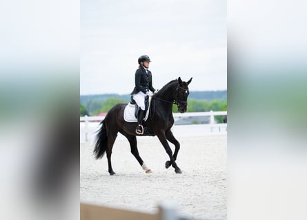 Cavallo sportivo polacco, Castrone, 7 Anni, 160 cm, Morello