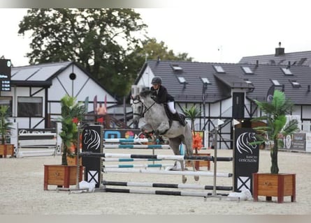 Cavallo sportivo polacco, Castrone, 9 Anni, 160 cm, Grigio