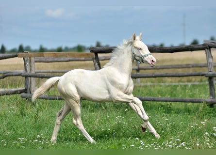 Cavallo sportivo polacco, Giumenta, 1 Anno, 165 cm, Cremello