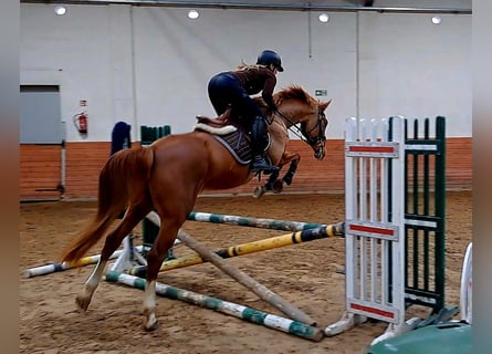 Cavallo sportivo polacco, Giumenta, 6 Anni, 166 cm, Sauro