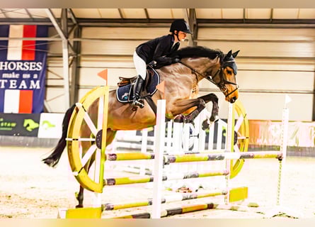 Cavallo sportivo polacco, Giumenta, 6 Anni, 168 cm, Baio