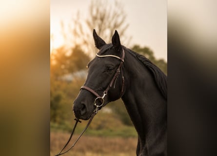 Cavallo sportivo polacco, Giumenta, 8 Anni, 170 cm, Morello