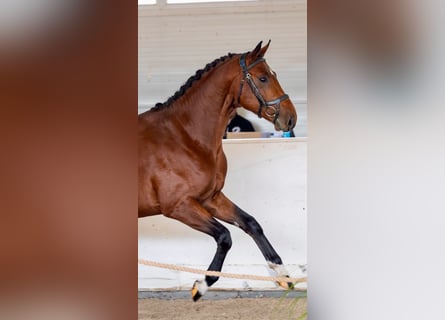 Cavallo sportivo polacco, Stallone, 3 Anni, 164 cm, Baio ciliegia