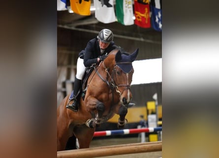 Württemberger, Stallone, 20 Anni, 167 cm, Baio